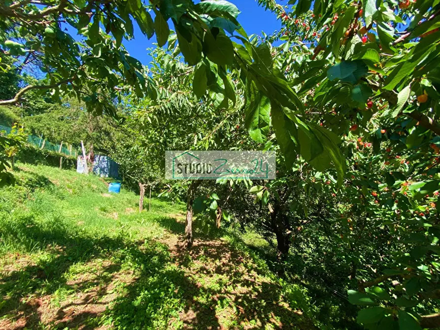 Immagine 34 di Casa semindipendente in vendita  in via di Torcigliano a Camaiore