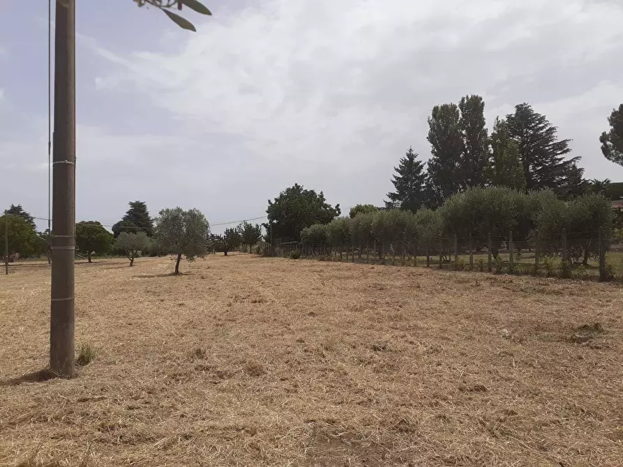 Immagine 1 di Terreno agricolo in vendita  a Viterbo
