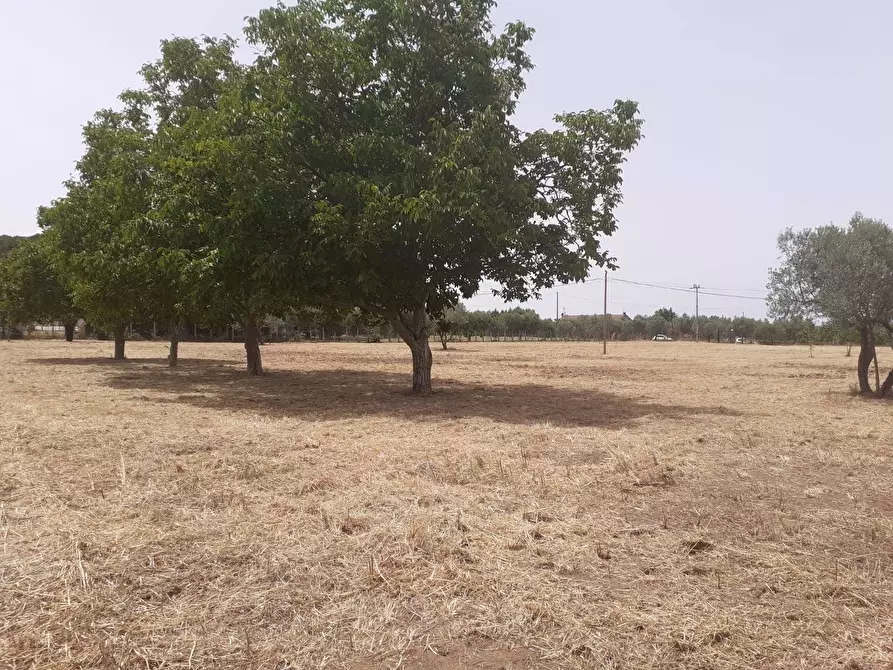 Immagine 3 di Terreno agricolo in vendita  a Viterbo