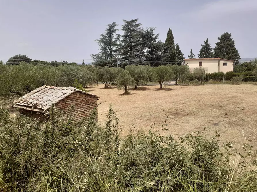 Immagine 4 di Terreno agricolo in vendita  a Viterbo