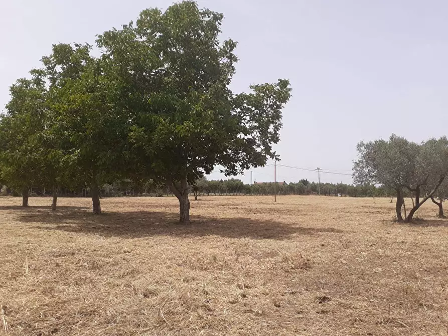 Immagine 7 di Terreno agricolo in vendita  a Viterbo