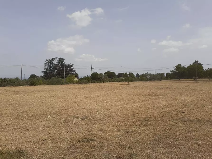 Immagine 8 di Terreno agricolo in vendita  a Viterbo