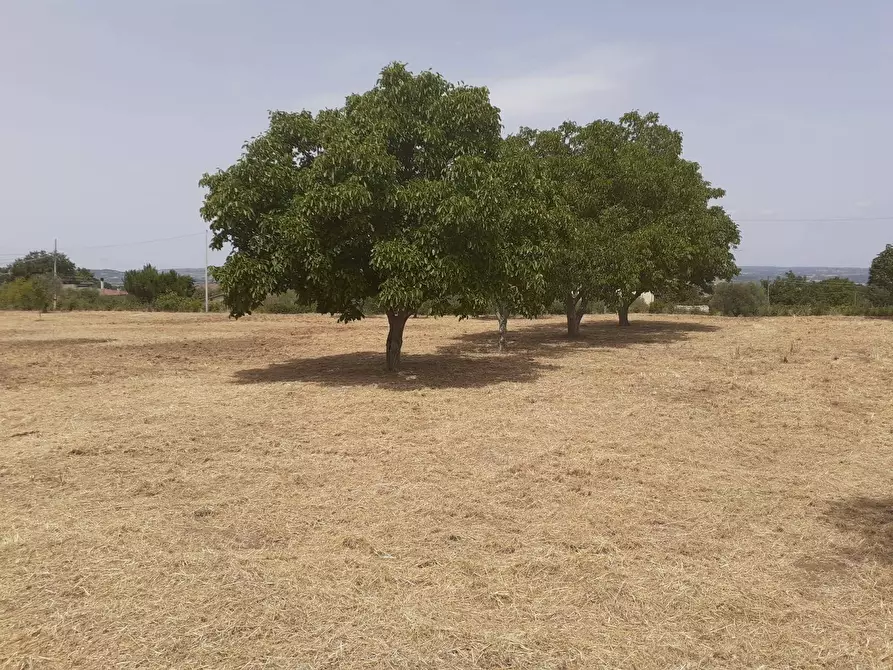 Immagine 9 di Terreno agricolo in vendita  a Viterbo