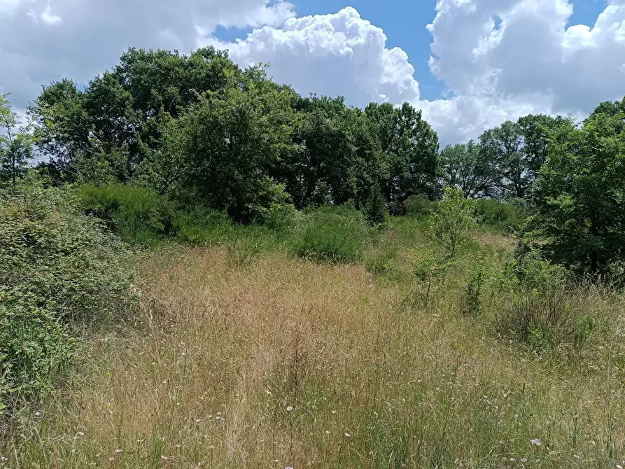 Immagine 6 di Appartamento in vendita  a Celleno