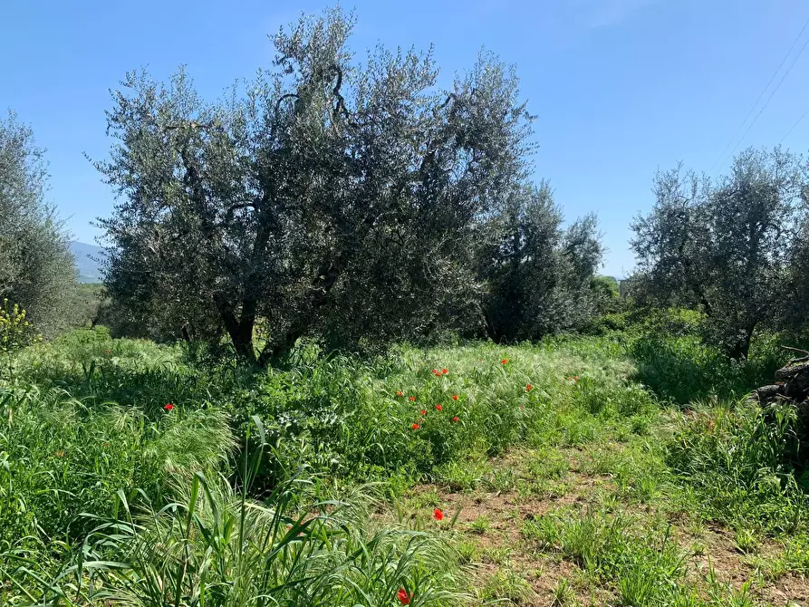 Immagine 4 di Rustico / casale in vendita  a Graffignano