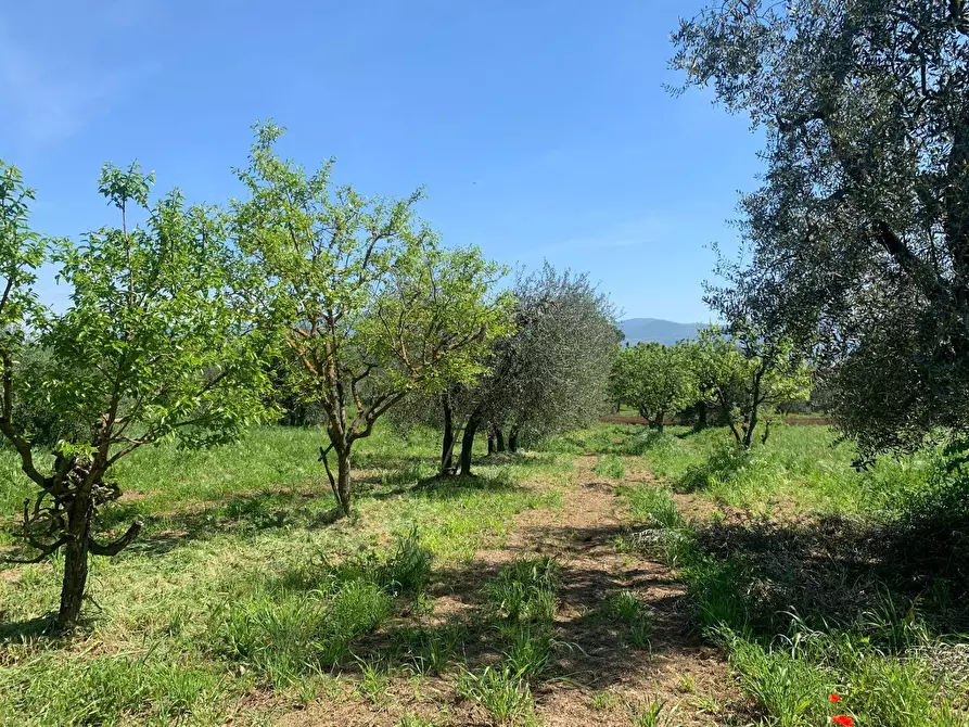 Immagine 5 di Rustico / casale in vendita  a Graffignano