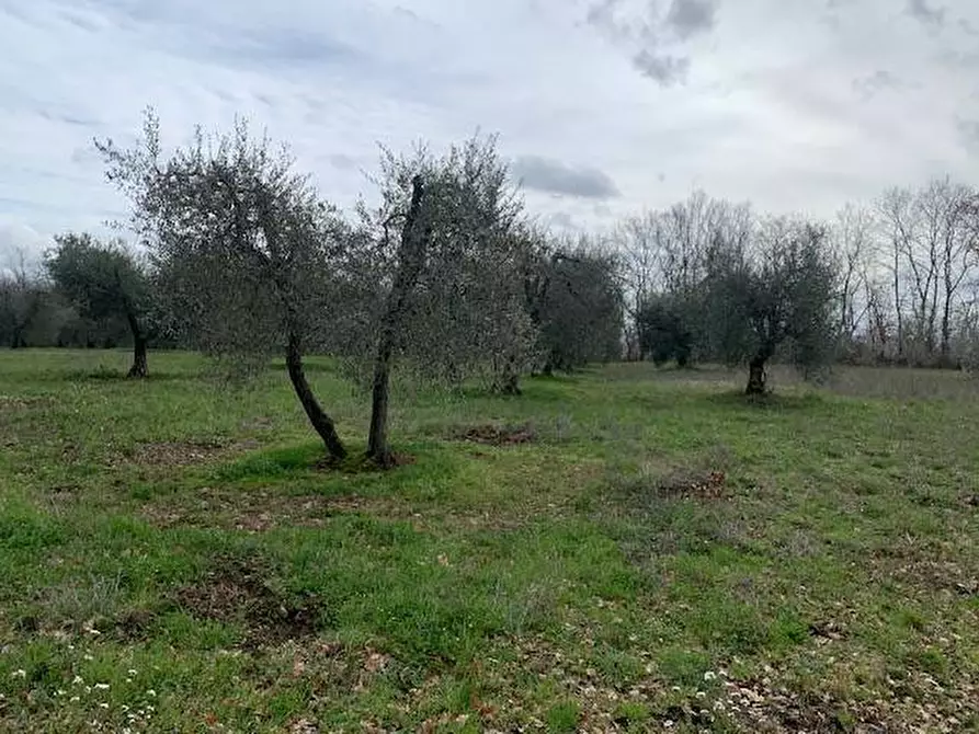 Immagine 1 di Terreno agricolo in vendita  a Graffignano