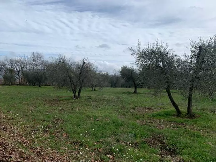 Immagine 2 di Terreno agricolo in vendita  a Graffignano