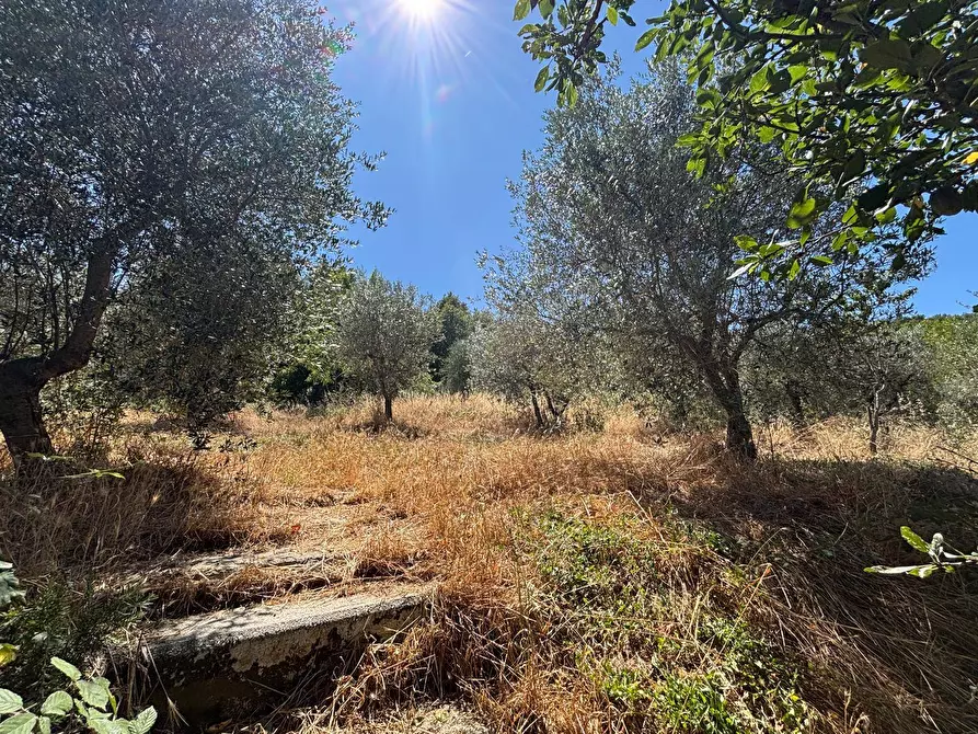 Immagine 12 di Rustico / casale in vendita  a Monte Castello Di Vibio