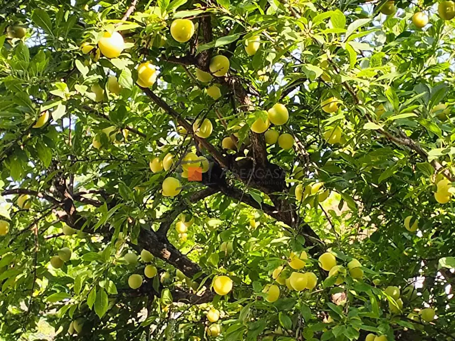 Immagine 43 di Appartamento in vendita  30 a Ascoli Piceno