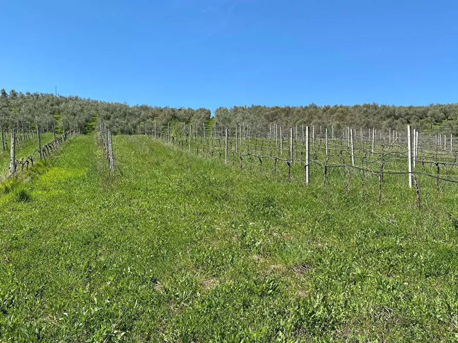 Immagine 57 di Agriturismo in vendita  in Contrada Fiorano a Loreto Aprutino