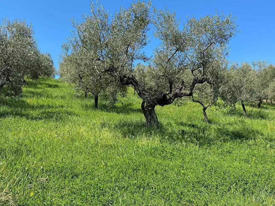 Immagine 55 di Agriturismo in vendita  in Contrada Fiorano a Loreto Aprutino