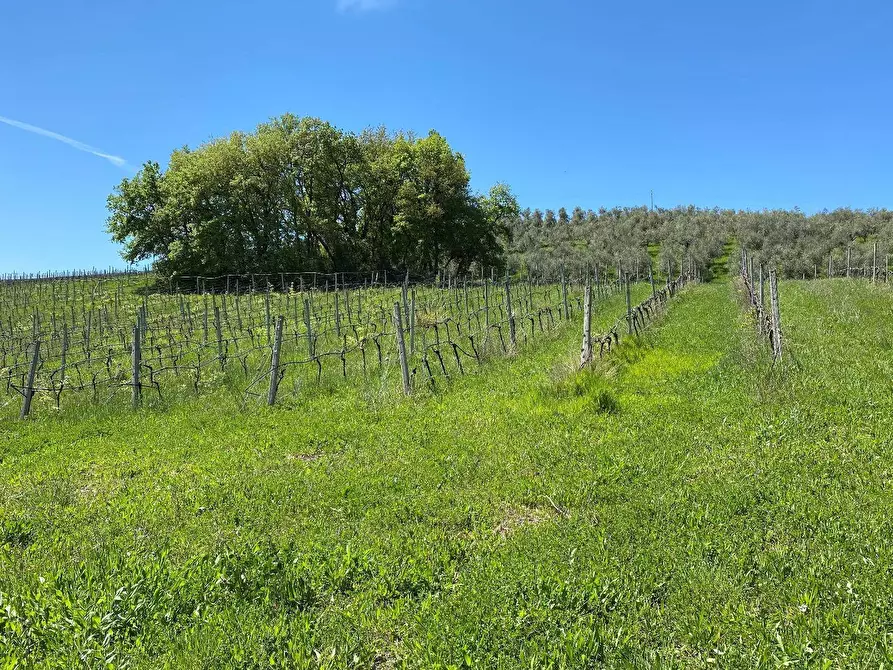 Immagine 56 di Agriturismo in vendita  in Contrada Fiorano a Loreto Aprutino