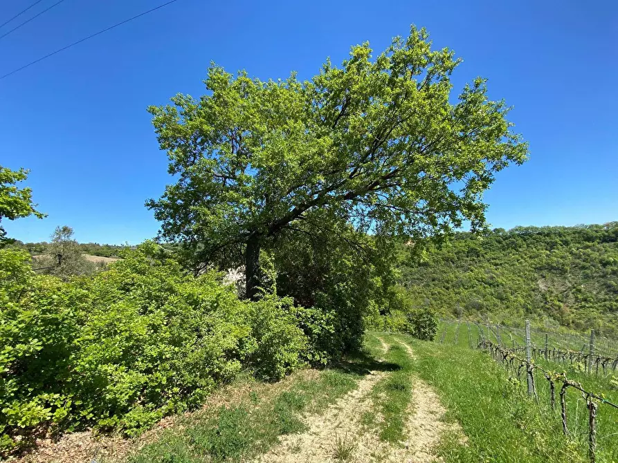 Immagine 62 di Agriturismo in vendita  in Contrada Fiorano a Loreto Aprutino