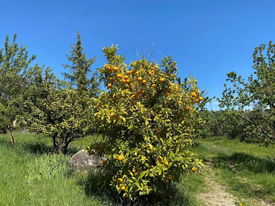 Immagine 66 di Agriturismo in vendita  in Contrada Fiorano a Loreto Aprutino