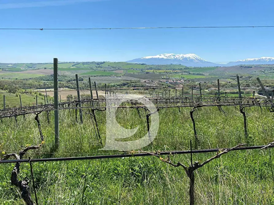 Immagine 37 di Agriturismo in vendita  in Contrada Fiorano a Loreto Aprutino