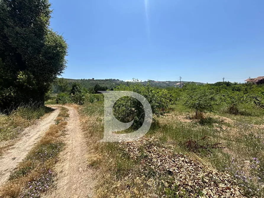 Immagine 4 di Terreno residenziale in vendita  a Collecorvino