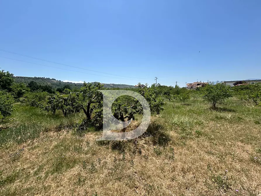Immagine 9 di Terreno residenziale in vendita  a Collecorvino