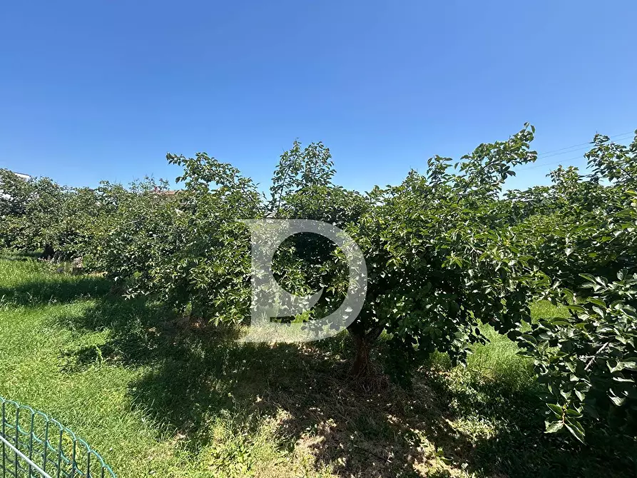 Immagine 11 di Terreno residenziale in vendita  a Collecorvino