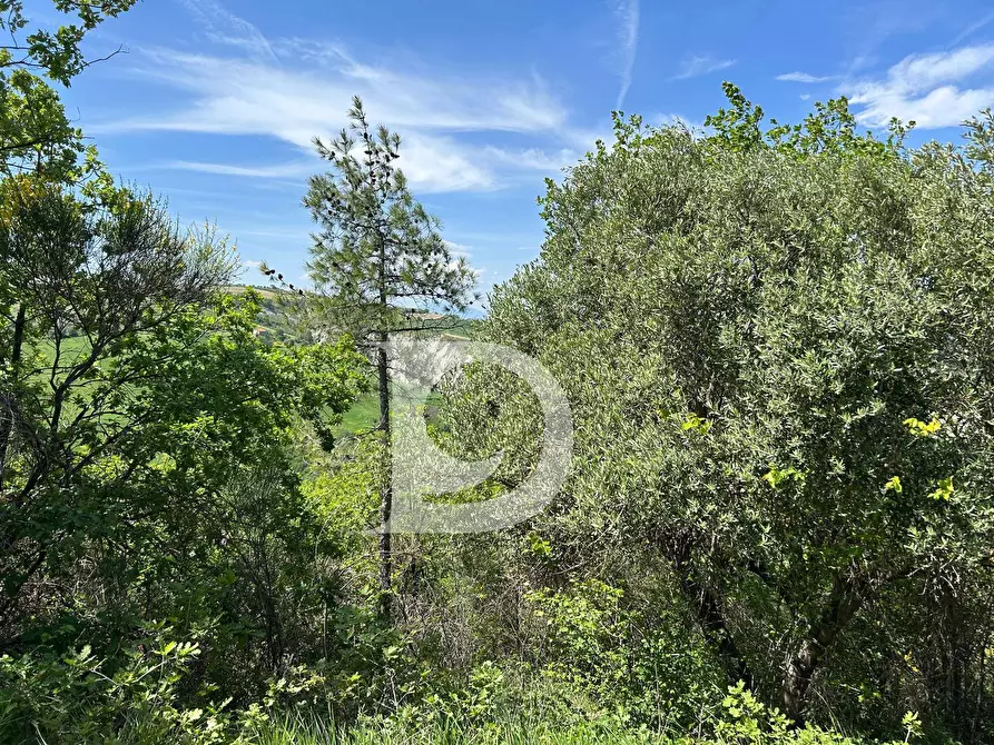 Immagine 12 di Terreno agricolo in vendita  in Contrada Cagno a Atri