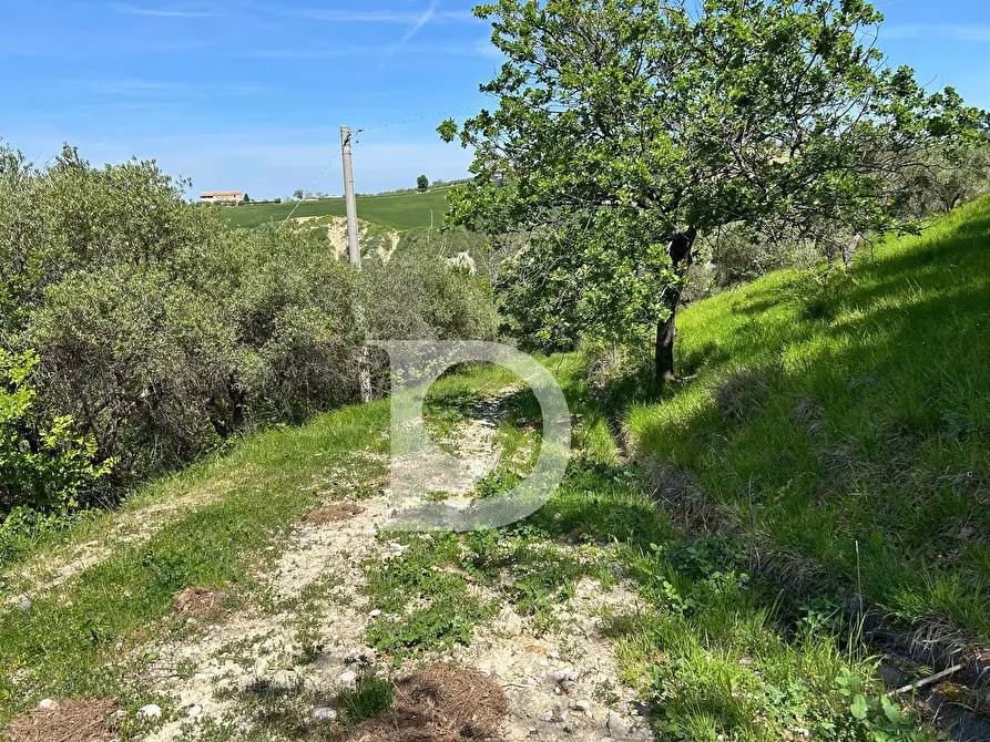 Immagine 13 di Terreno agricolo in vendita  in Contrada Cagno a Atri