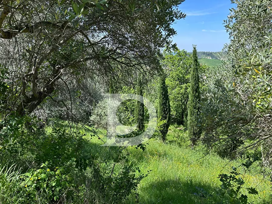 Immagine 23 di Terreno agricolo in vendita  in Contrada Cagno a Atri