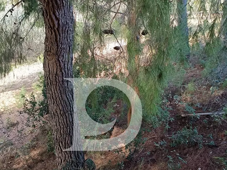 Immagine 9 di Terreno residenziale in vendita  in Via Alcide De Gasperi a Montesilvano