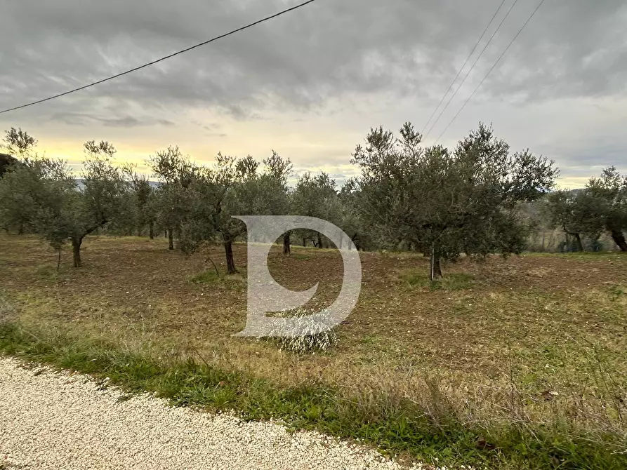 Immagine 3 di Terreno agricolo in vendita  in via Quagliera a Brittoli