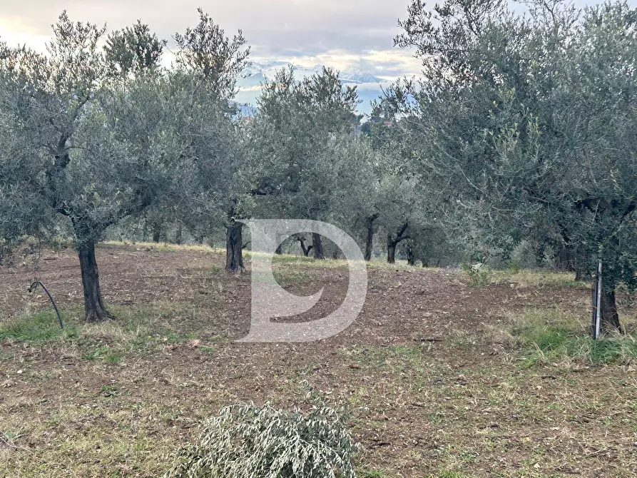 Immagine 4 di Terreno agricolo in vendita  in via Quagliera a Brittoli