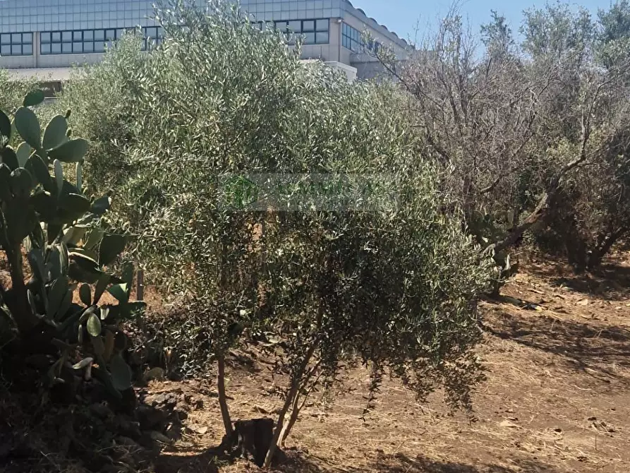 Immagine 4 di Terreno agricolo in vendita  in Strada Provinciale S.N a Belpasso