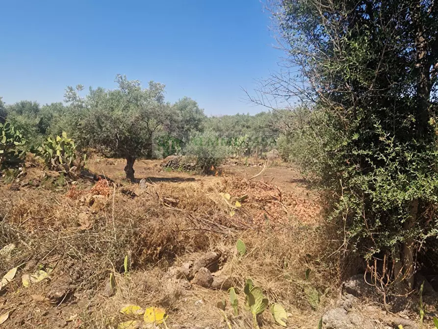 Immagine 5 di Terreno agricolo in vendita  in Strada Provinciale S.N a Belpasso