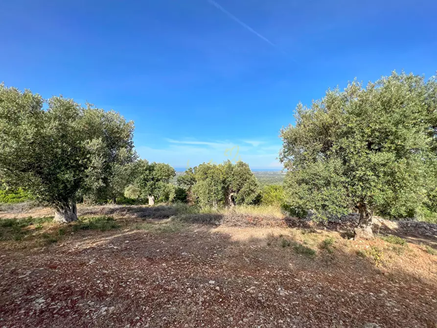 Immagine 4 di Baita in vendita  in C.da Torchiano a Monopoli