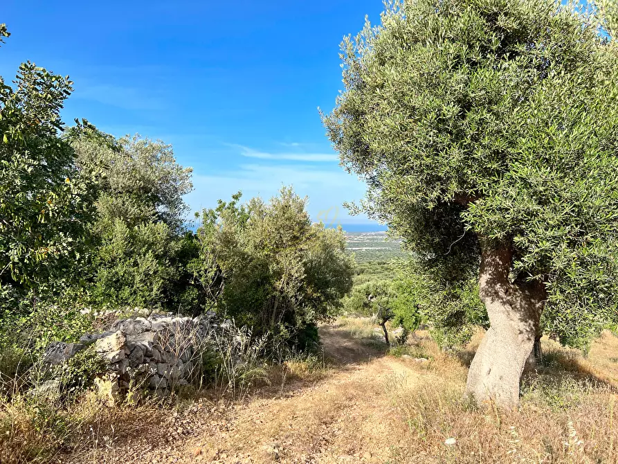 Immagine 8 di Baita in vendita  in C.da Torchiano a Monopoli