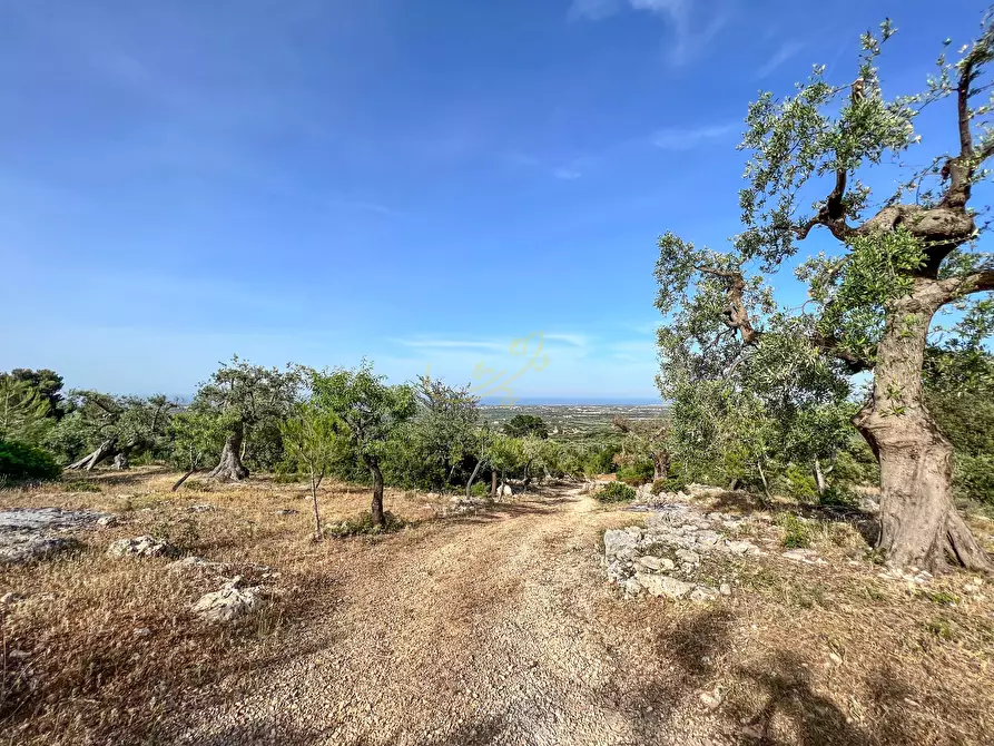 Immagine 14 di Baita in vendita  in C.da Torchiano a Monopoli