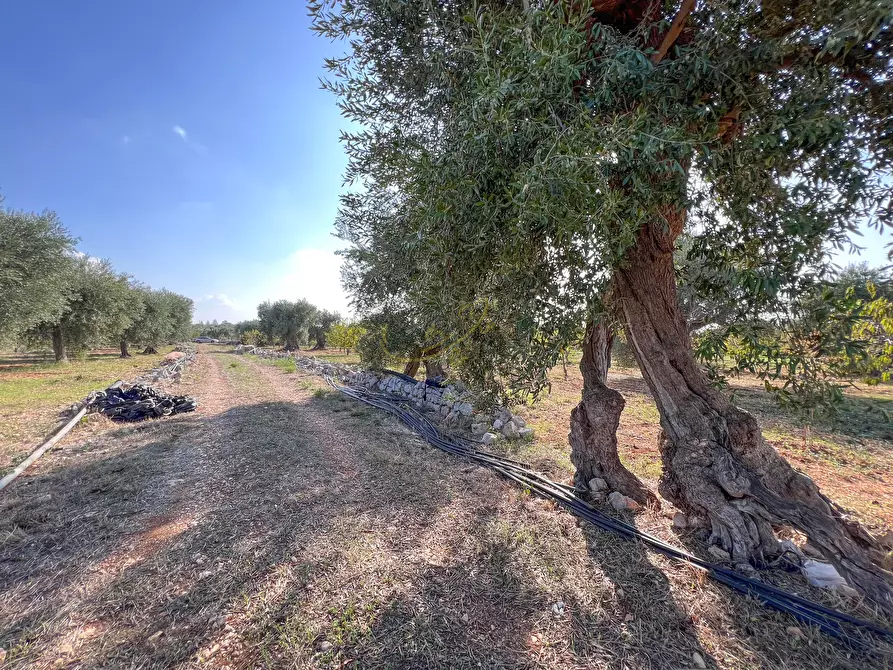Immagine 43 di Rustico / casale in vendita  in Contrada Gorgorenzo a Conversano
