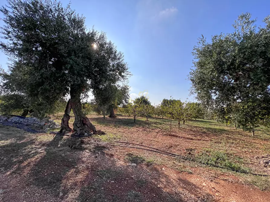 Immagine 47 di Rustico / casale in vendita  in Contrada Gorgorenzo a Conversano