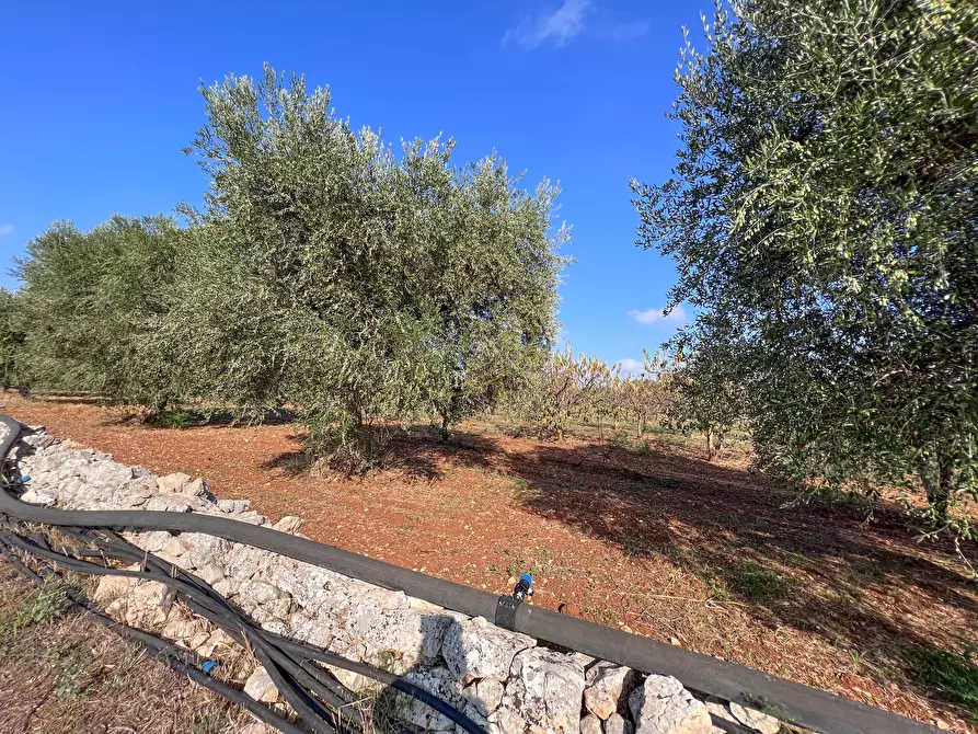 Immagine 51 di Rustico / casale in vendita  in Contrada Gorgorenzo a Conversano