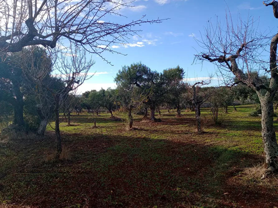 Immagine 11 di Baita in vendita  in Contrada Fanelli a Castellana Grotte