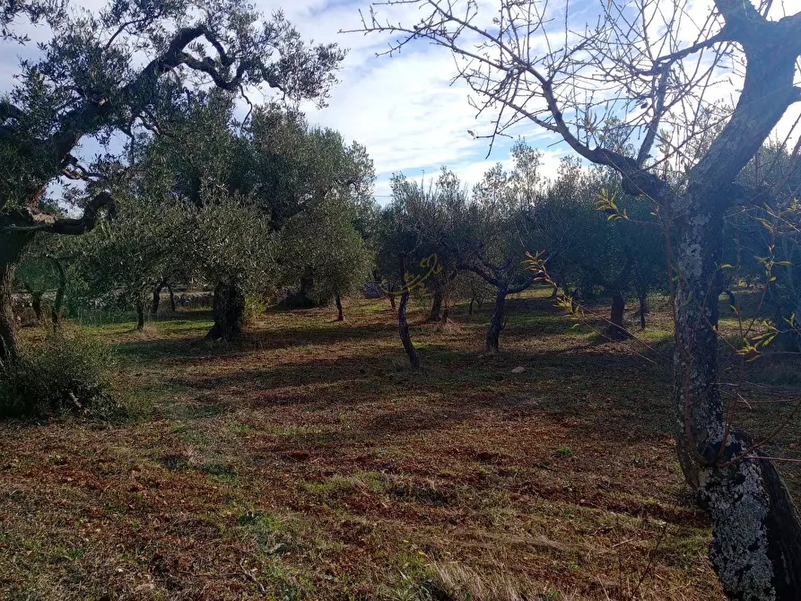 Immagine 15 di Baita in vendita  in Contrada Fanelli a Castellana Grotte