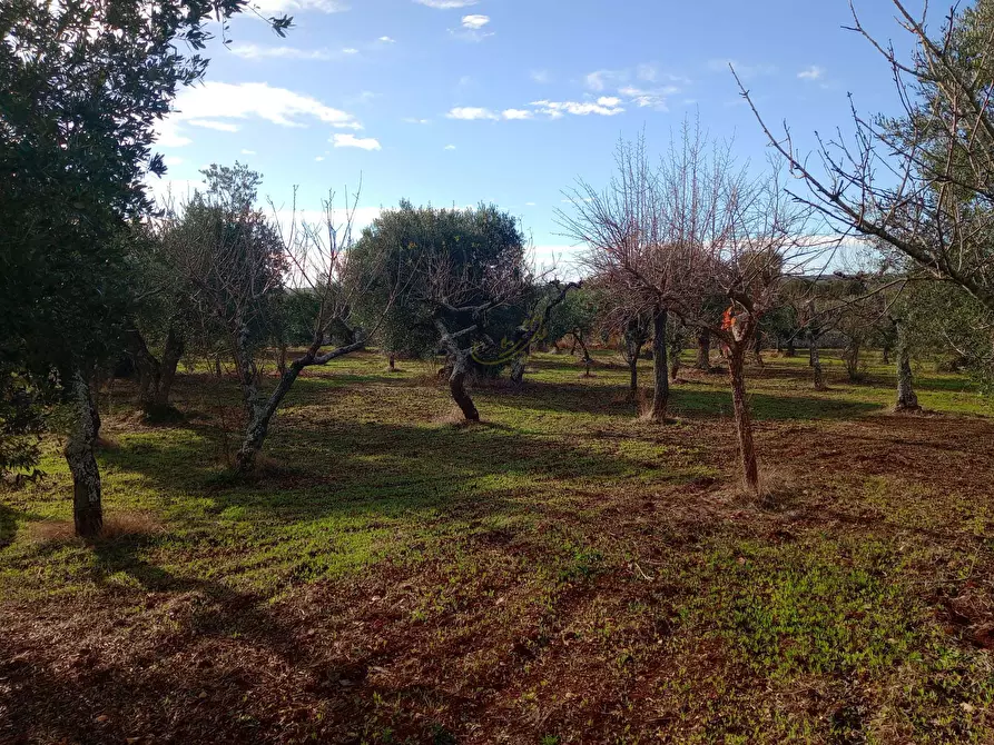 Immagine 16 di Baita in vendita  in Contrada Fanelli a Castellana Grotte