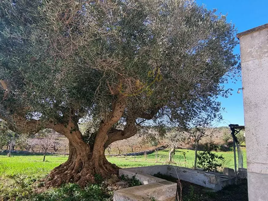 Immagine 18 di Baita in vendita  in Strada Padula Cappa a Martina Franca