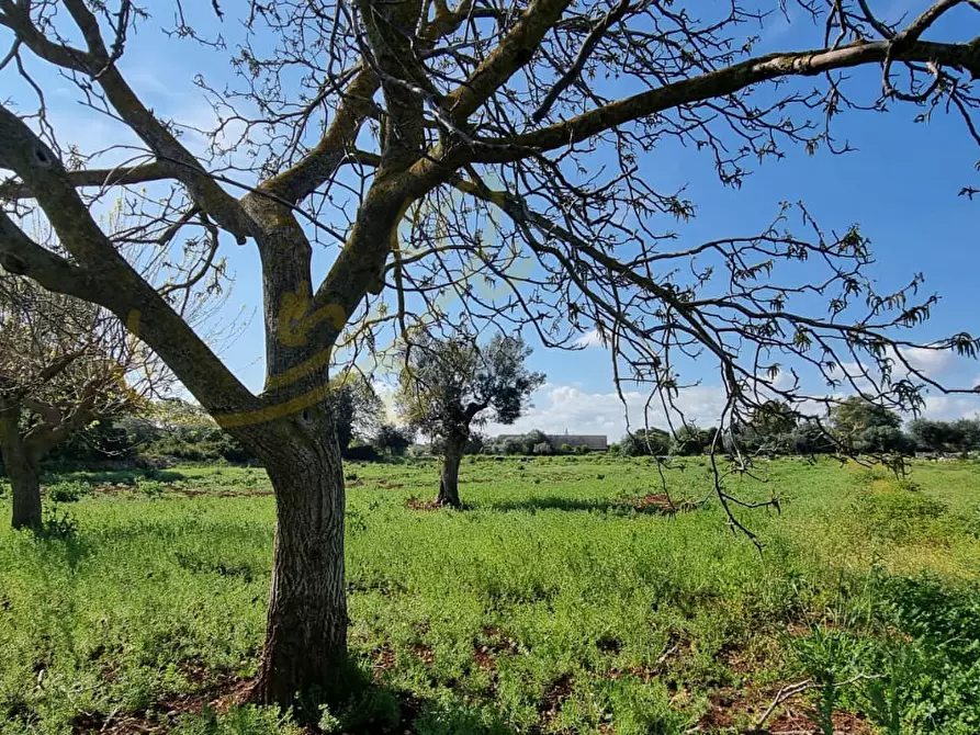Immagine 4 di Rustico / casale in vendita  in Contrada San Martino a Polignano A Mare