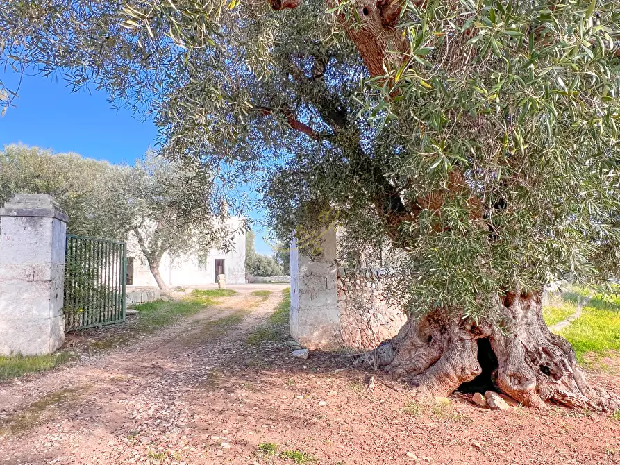 Immagine 11 di Rustico / casale in vendita  in C.da Samato a Monopoli