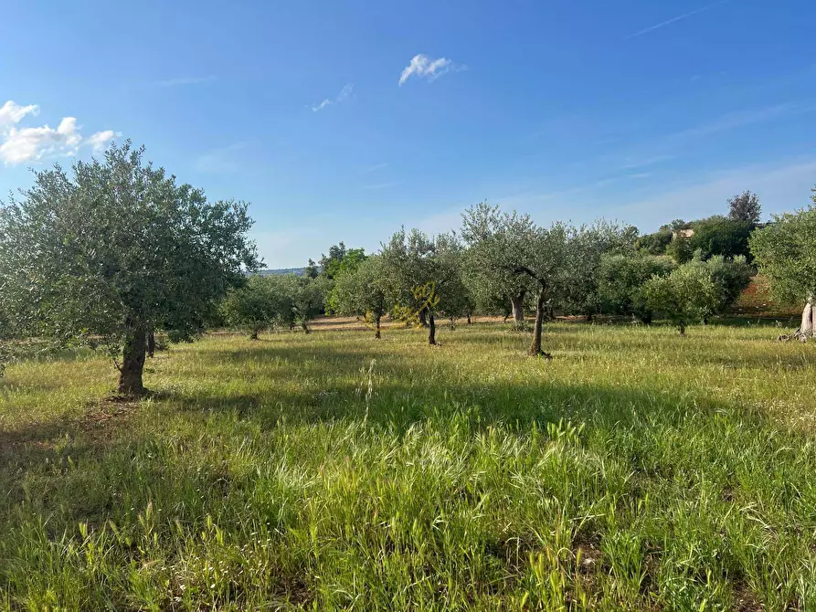 Immagine 36 di Baita in vendita  in Strada Comunale Orbo a Alberobello