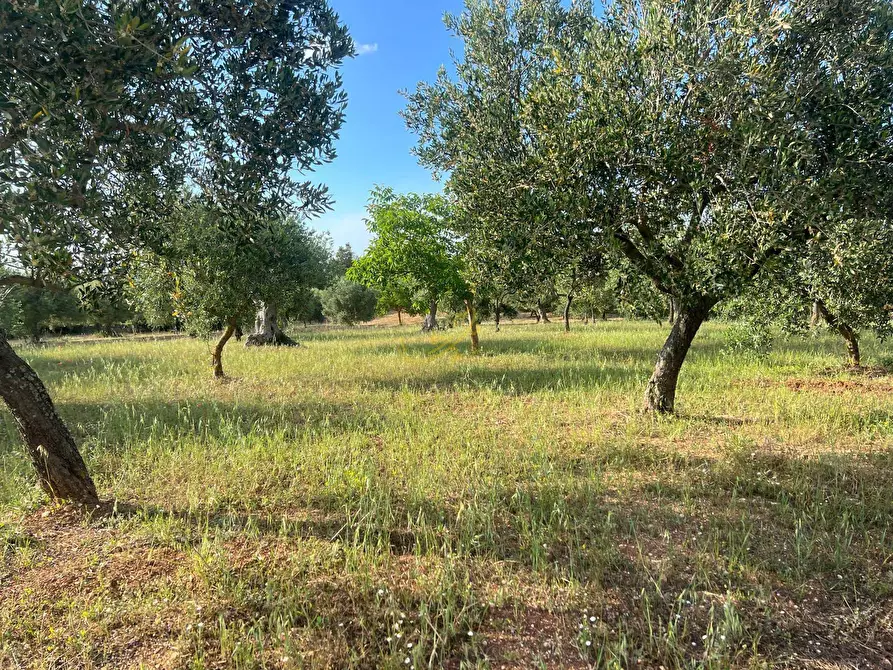 Immagine 33 di Baita in vendita  in Strada Comunale Orbo a Alberobello