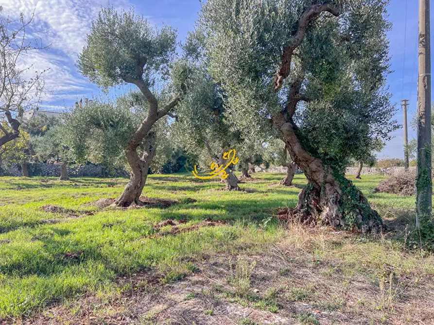 Immagine 9 di Rustico / casale in vendita  in St. Selva di Fasano a Castellana Grotte