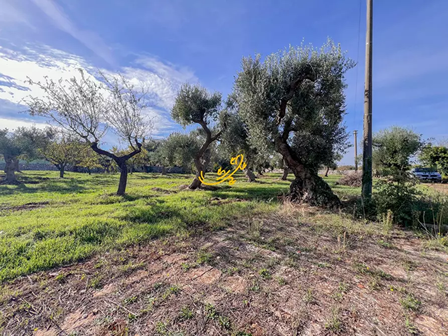 Immagine 10 di Rustico / casale in vendita  in St. Selva di Fasano a Castellana Grotte