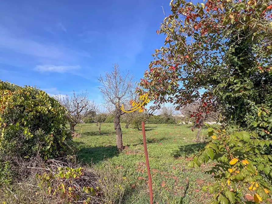 Immagine 11 di Rustico / casale in vendita  in St. Selva di Fasano a Castellana Grotte