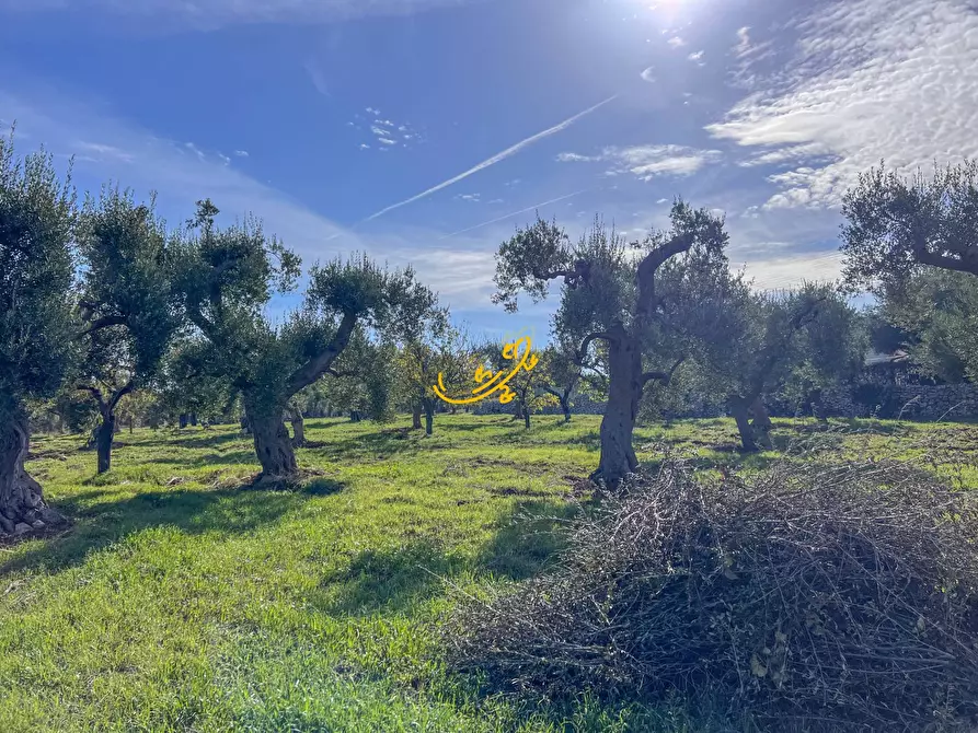 Immagine 12 di Rustico / casale in vendita  in St. Selva di Fasano a Castellana Grotte