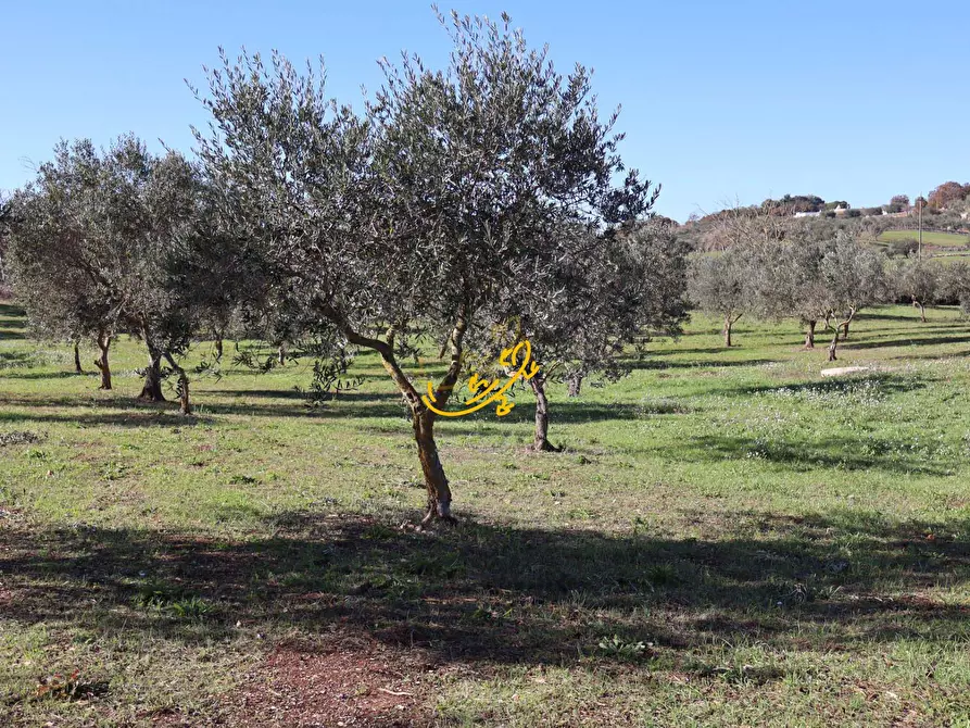 Immagine 18 di Rustico / casale in vendita  in C.da Mangiatello a Martina Franca